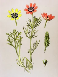 Tabla botánica. Planta venenosa (tóxica) y medicinal: Adonis de verano (Adonis aestivalis)