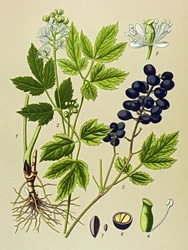 Tabla botánica. Planta venenosa (tóxica) y medicinal: Adonis de verano (Adonis aestivalis)