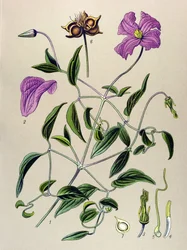 Tabla botánica. Planta venenosa (tóxica): Clemátide falsa o vid falsa (Clematis viticella)
