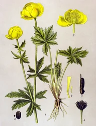 Tabla botánica. Planta venenosa (tóxica): Troll europeo (Trollius europaeus)