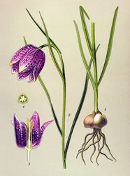 Tabla botánica. Planta venenosa (tóxica): gallina de Guinea o "guinea fowl" (Fritillaria meleagris)
