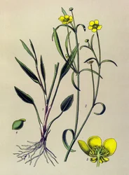 Tabla botánica. Planta venenosa (tóxica) y medicinal: Ranunculus flammula (Ranunculus flammula)