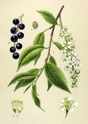 Tabla botánica, planta: Cerezo (Prunus padus)