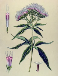 Tabla botánica, planta: Eupatorium de hoja de cáñamo (Eupatorium cannabinum)