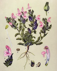 Tabla botánica, planta: Pedicularis sylvatica