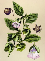 Tabla botánica, planta: Pera de Perou o manzana de Perou (Nicandra physaloides)