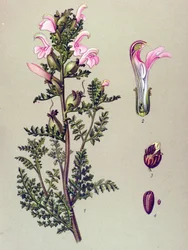 Tabla botánica, planta: Pedicular del pantano (Pedicularis palustris)