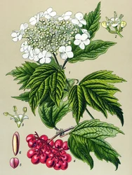 Tabla botánica, planta: Viburnum owl (Viburnum opulus)