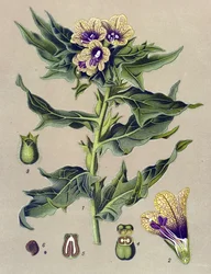 Lámina botánica, planta: beleño negro (Hyoscyamus niger)