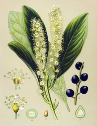 Tabla botánica, planta: laurel cereza (Prunus Laurocerasus)