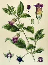 Lámina botánica, planta de belladona (Atropa belladonna)