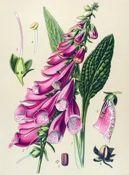 Tabla botánica, planta: digital púrpura (Digitalis purpurea)