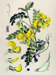 Tablero botánico, planta: anillador de árboles (Colutea arborescens)