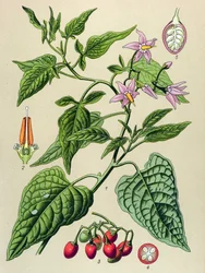 Lámina botánica, planta venenosa y medicinal: Dulcamara (Solanum dulcamara)