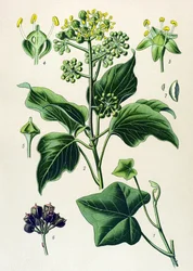 Lámina botánica, planta venenosa y medicinal: hiedra trepadora o hiedra común (Hedera helix)
