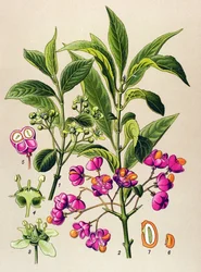 Tabla botánica, planta venenosa: El carbón vegetal europeo (Euonymus europaeus)