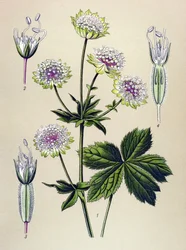 Tabla botánica, planta venenosa (tóxica) y medicinal: gran astrancia (Astrantia major)