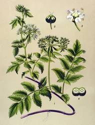 Tabla botánica, planta venenosa (tóxica): Berle (Berula angustifolia)