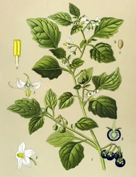 Lámina botánica, planta venenosa: Hierba mora (Solanum nigrum)