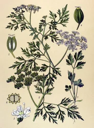 Tabla botánica, planta venenosa (tóxica): El perejil de los perros o falso perejil (Aethusa cynapium)