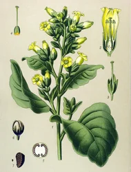 Lámina botánica, planta venenosa: tabaco Mapacho blanco (Nicotiana rustica) (Nicotiana tabacum)