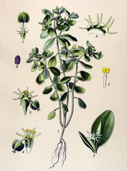 Tabla botánica, planta venenosa (tóxica): euphorbia esule o euphorbia acre