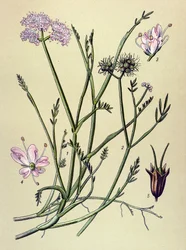 Tabla botánica, planta venenosa (tóxica): fístula (Oenanthe fistulosa)