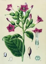 Tabla botánica, planta venenosa (tóxica): tabaco ornamental (Nicotiana tabacum)