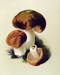 Tabla botánica con hongo tóxico (venenoso): Russule foetens (Russula foetens)