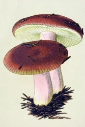 Tabla botánica con hongo tóxico (venenoso): La russula emética (Russula emetica)