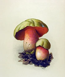 Tabla botánica con hongo tóxico (venenoso): Boleto de lobo (Boletus lupinus)