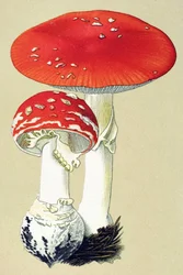 Tabla botánica con hongos tóxicos (venenosos): alanita de mosca (mata moscas) o falsa oronge (Amanita muscaria)