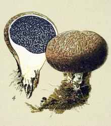 Tabla botánica con hongo tóxico (venenoso): esclerodermia vulgar (Scleroderma vulgare)
