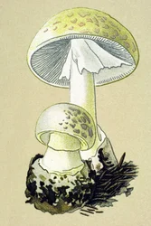 Tablero botánico con hongo tóxico (venoso): amanita (Amanita phalloides)