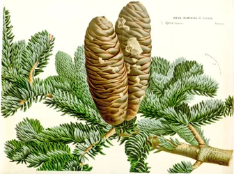 Ilustración botánica / Abies numidica / Abeto argelino