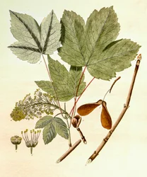 Ilustración botánica/Acer pseudoplatanus/Arce falso plátano
