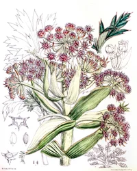 Ilustración botánica / Aciphylla latifolia / Anisotome latifolia