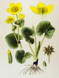 Tabla botánica. Planta venenosa (tóxica): población palustre (Caltha palustris)