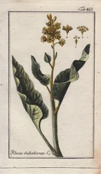 Botánica: hojas de ruibarbo - Hojas de ruibarbo, Rheum rhabarbarum. Grabado en cobre coloreado a mano a partir de un dibujo de B. Thanner de la obra de Johannes Zorn "Icons plantarum medicinalium", Alemania.