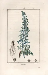 Botris (Chenopodium botrys) - Grabado de Lambert fils, según un dibujo de Pierre Jean Francois Turpin (1775-1840), de La flore medicale, de Chaumeton, Poiret et Chamberet, París 1830 - Dysphania botrys - Grabado de Lambert Ju