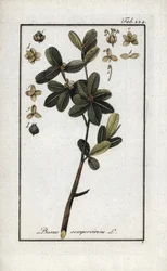 Boj o boj verde (Buxus sempervirens). Litografía de "Afbeelding der Artseny-Gewassen" de Johannes Zorn (1739-1799), Países Bajos.