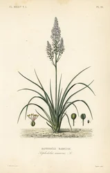 Asfódelo ramificado, Asphodelus ramosus