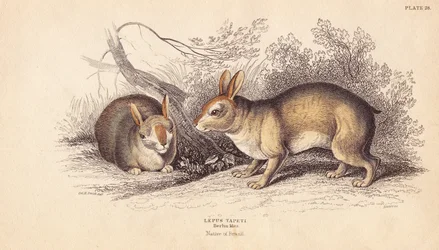 Conejo brasileño, Sylvilagus brasiliensis (Lepus tapeti). De especímenes del Museo de Berlín. Grabado en acero coloreado a mano por Lizars a partir de una ilustración de Charles Hamilton Smith de la Biblioteca Naturalista de William Jardine, Edimburgo.