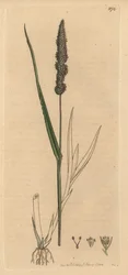 Setaria verticillata (Panicum verticillatum) (setaire verde) Grabado en cobre coloreado a mano según un dibujo de James Sowerby para la obra Botánica inglesa de James Smith.