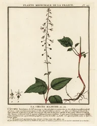 Hierba mora del encantador de hojas anchas, Circaea lutetiana.