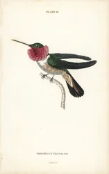 Colibrí de cola ancha, Selasphorus platycercus (Colibrí tricolor, Trochilus tricolor). Grabado en acero coloreado a mano por William Lizars de la Naturalist