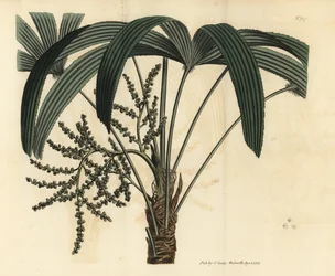 Palmera bambú de hoja ancha, Rhapis excelsa (ratán enano terrestre macho, Rhapis flabelliformis mas)