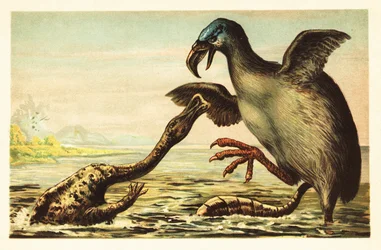 Brontornis luchando contra un Hadrosaurus. 1908 (litografía)
