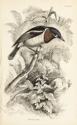Platysteira cyanea (Platystera lobata). Grabado en acero coloreado a mano por William Lizars a partir de una ilustración de William Swainson de la Naturalist