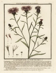 Mala hierba marrón, Centaurea jacea.